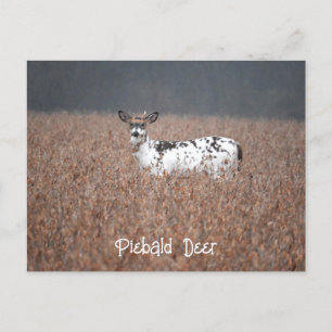 Carte postale Piebald Deer