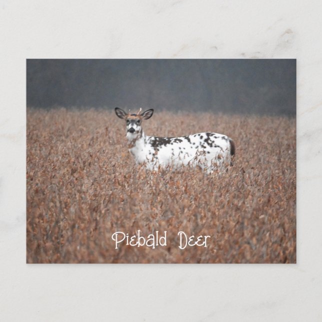Carte postale Piebald Deer (Devant)