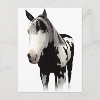 Carte Postale Piebald Peinture Cheval Art