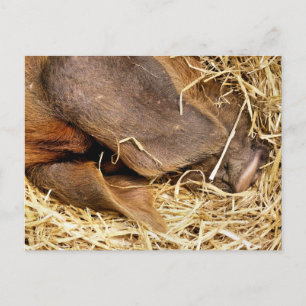 CARTE POSTALE PIÈCES