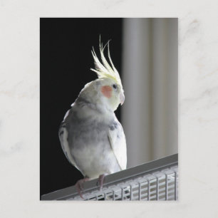 Carte Postale Pied Cockatiel