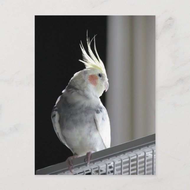 Carte Postale Pied Cockatiel (Devant)