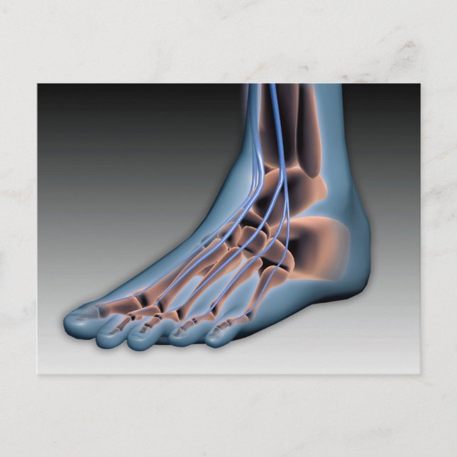 Carte Postale Pied humain avec le système nerveux 1 (Devant)