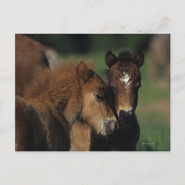 Carte Postale Pieds miniatures 2 (Devant)