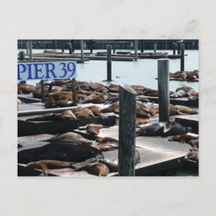 Carte Postale Pier 39 Sea Lions