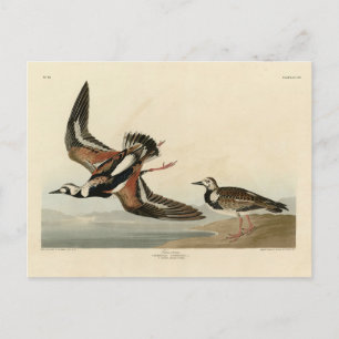Carte Postale Pierre de tournage (Pierre de Turnstone Ruddy) - O