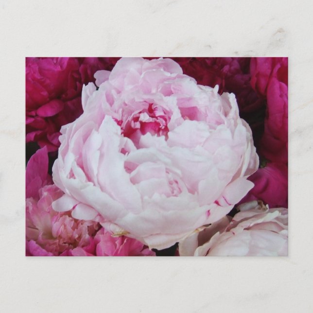 Carte Postale Pierre rose lavande avec pivoines de Fuschia (Devant)