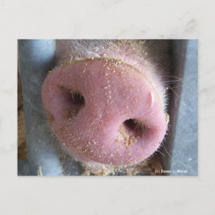 Carte Postale Pig rose gros plan photo