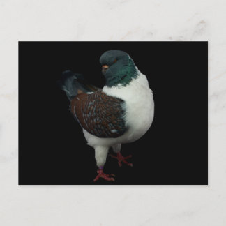 Carte Postale pigeon