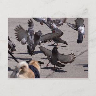 Carte Postale Pigeon
