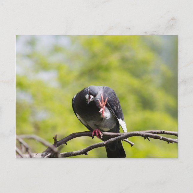 Carte Postale Pigeon (Devant)