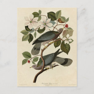 Carte Postale Pigeon à queue barrée - Audubon's Birds of America