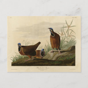 Carte Postale Pigeon à tête bleue des oiseaux d'Amérique d'Audub