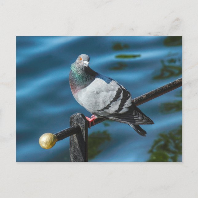 Carte Postale Pigeon, Au Lac Roath Park, Cardiff, Pays De Galles (Devant)