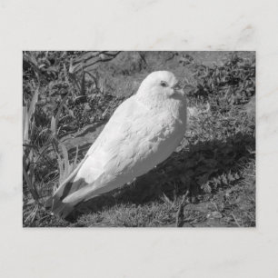 Carte Postale Pigeon biset roux. Lac Roath Park, Cardiff, Pays d