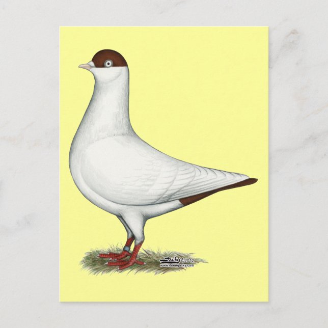 Carte Postale Pigeon casque néerlandais (Devant)