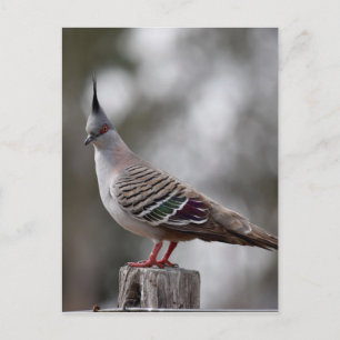 CARTE POSTALE PIGEON CRÉÉ EN AUSTRALIE RURALE DU QUÉENSLAND