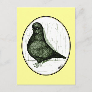 Carte Postale Pigeon Culbutant  LFCL Depuis 1978