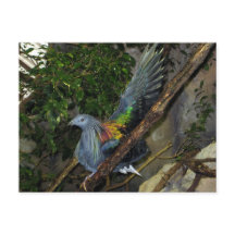 Pigeon de Nicobar Vague