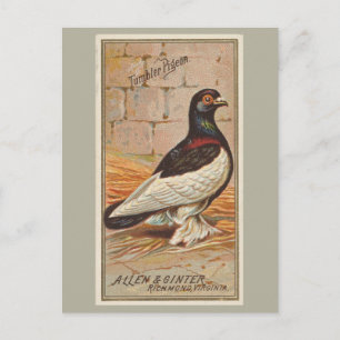 Carte Postale Pigeon de Tumbler