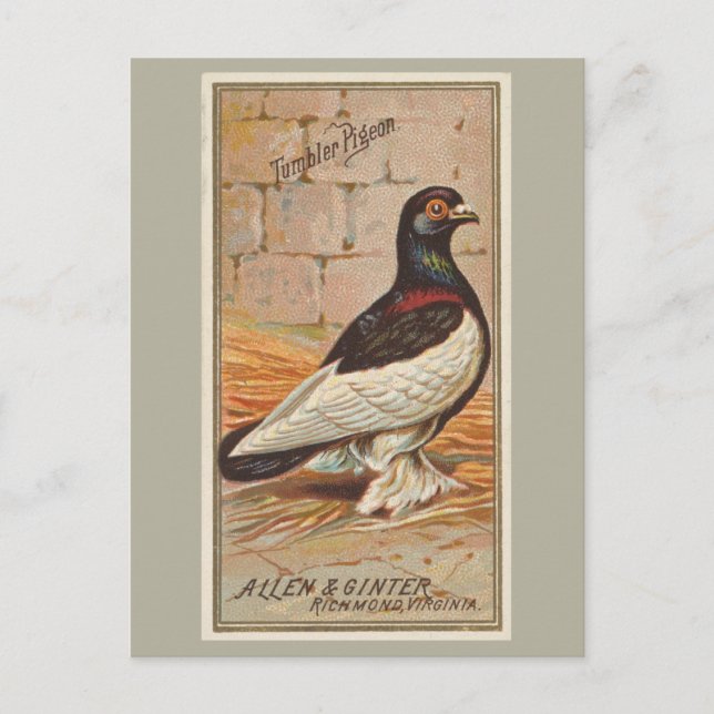 Carte Postale Pigeon de Tumbler (Devant)