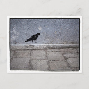 Carte postale Pigeon Graffiti