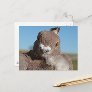 Carte Postale Pigeon named Mr. Pigeon