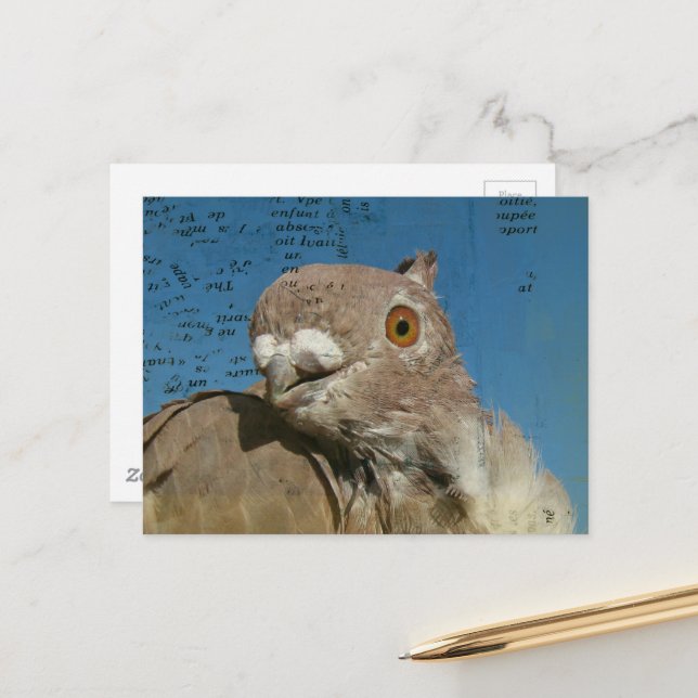 Carte Postale Pigeon named Mr. Pigeon Abstract Words (Devant/Arrière en situation)