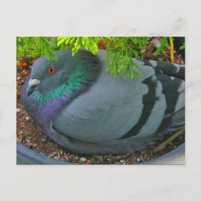 Carte postale Pigeon Nesting (Devant)