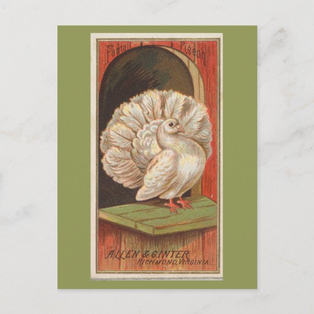Carte Postale Pigeon paon (Devant)