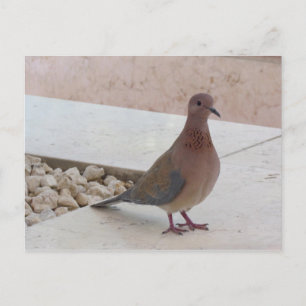 Carte postale Pigeon, personnaliser