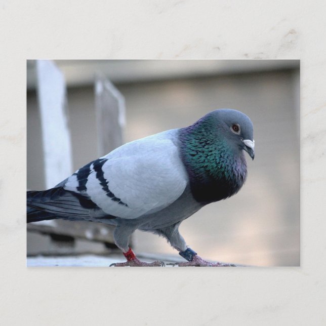 Carte postale Pigeon Pigeon Fière (Devant)