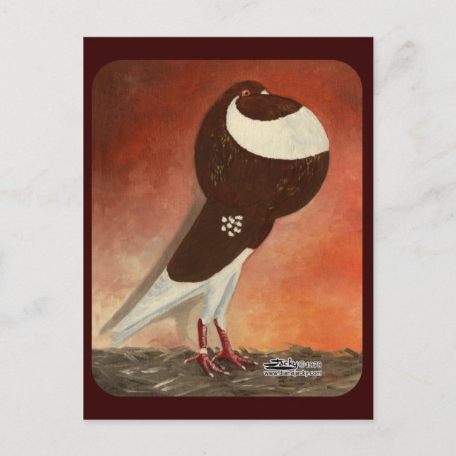 Carte Postale Pigeon rouge Norwich (Devant)