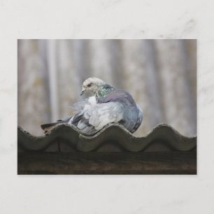 Carte Postale Pigeon sur le toit.