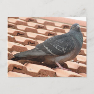 Carte postale Pigeon sur le toit