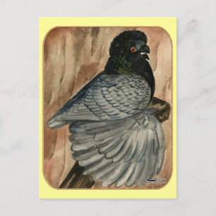 Carte Postale Pigeon trompette anglais : 1980 Andalou