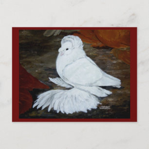 Carte Postale Pigeon trompette anglais blanc