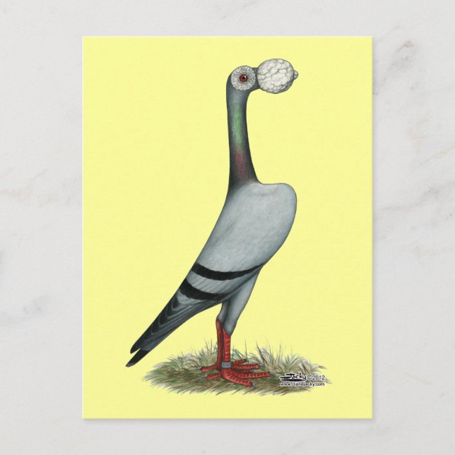 Carte Postale Pigeon Voyageur 2012 (Devant)