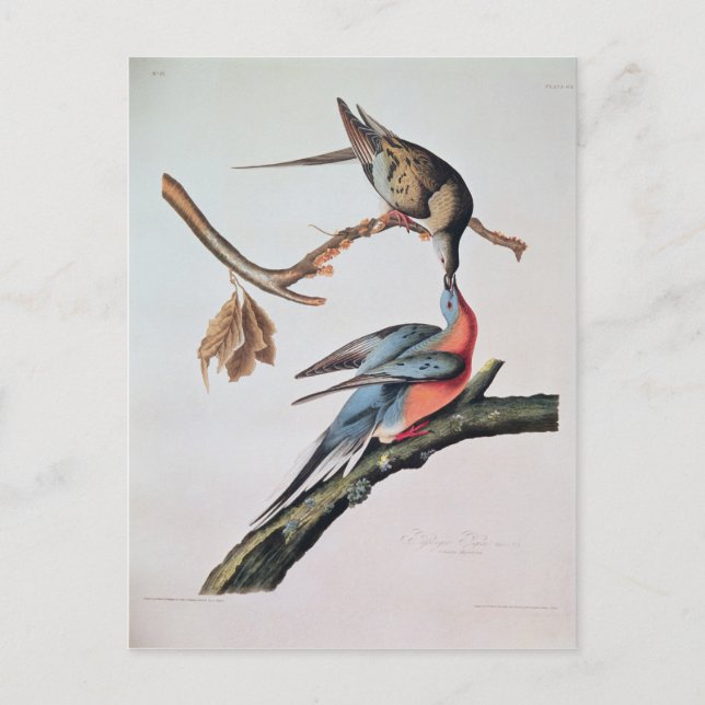 Carte Postale Pigeon voyageur, de "Birds of America" (Devant)