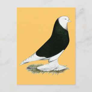 Carte Postale Pigeon West Black Bald