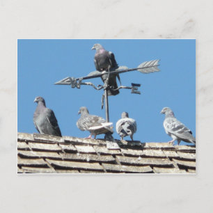 Carte Postale pigeons