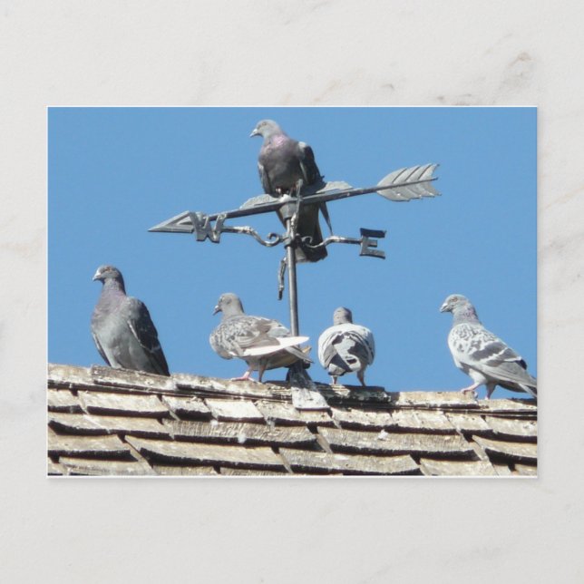 Carte Postale pigeons (Devant)