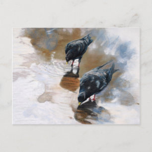 Carte Postale Pigeons