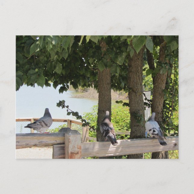 Carte Postale Pigeons bénéficiant d'une vue (Devant)