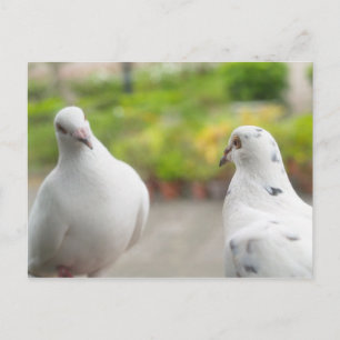 Carte postale pigeons blancs