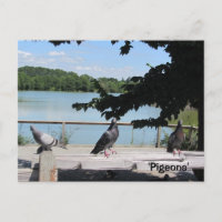 Pigeons gracieux