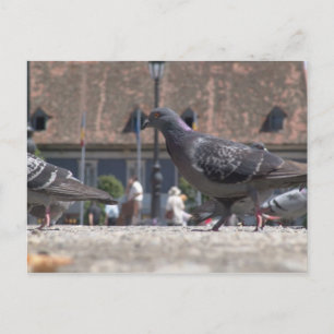 Carte Postale Pigeons - marchent dans la ville