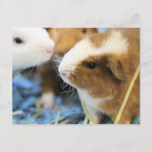 Carte Postale Piggy