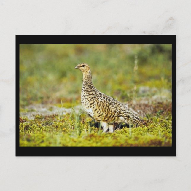 Carte Postale Piglane (Devant)