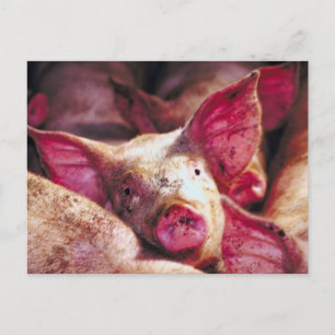 Carte Postale Piglet boueux